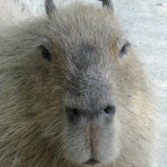Capybara World channel avatar