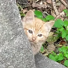 The cat island  Japan 😺 【Cat island tour】 channel avatar