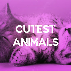 Cutest Animals channel avatar
