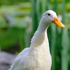 DuckTravel走鴨旅行 channel avatar