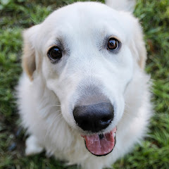 Funny Dog Bailey channel avatar