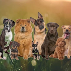 funny Dogs videos channel avatar