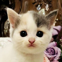 Japan Animal Travels channel avatar
