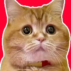 もこまるファミリー【赤ちゃんと猫2匹との暮らし】 channel avatar