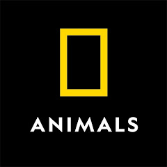 Nat Geo Animals channel avatar