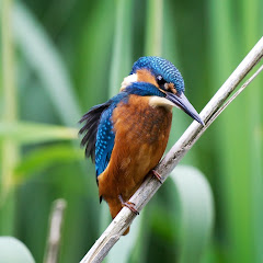 Natural World Facts channel avatar