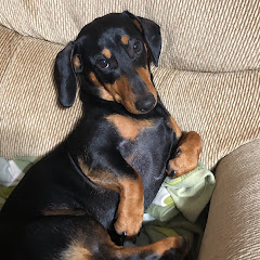 Oakley The Wiener dog channel avatar