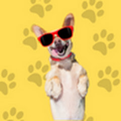 OH My Funny Dog! channel avatar