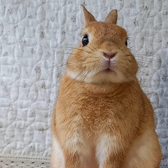うさぎカフェ channel avatar