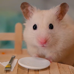 VanillaHamHam channel avatar